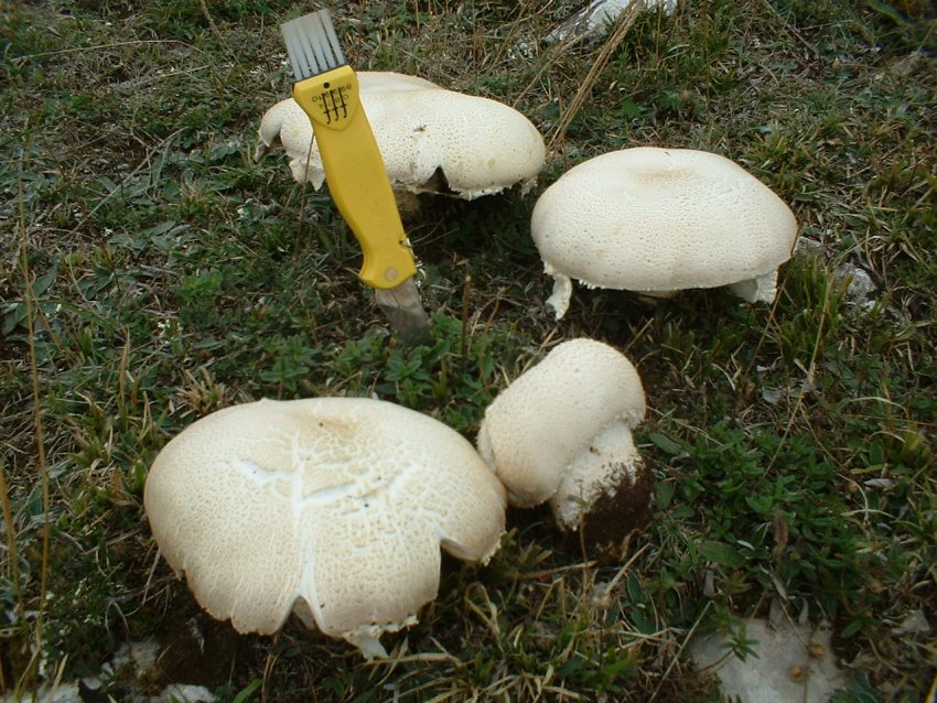 agaricus urinascens